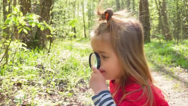 Little girl with magnifying glass examines plants in the forest — Stock Video