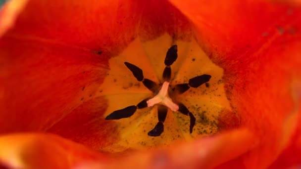 Belles tulipes rouges dans la prairie au printemps 