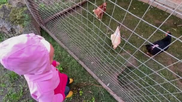 Chica alimentando pollos en la granja — Vídeos de Stock