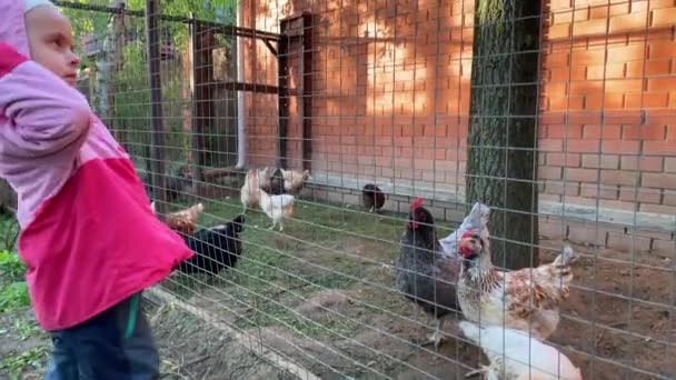 Girl feeding chickens on the farm