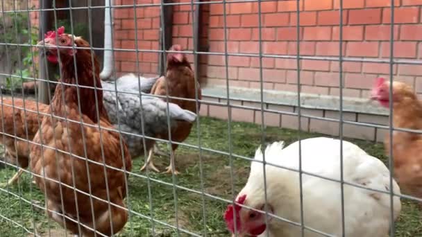 Galinheiro com galinhas na fazenda — Vídeo de Stock