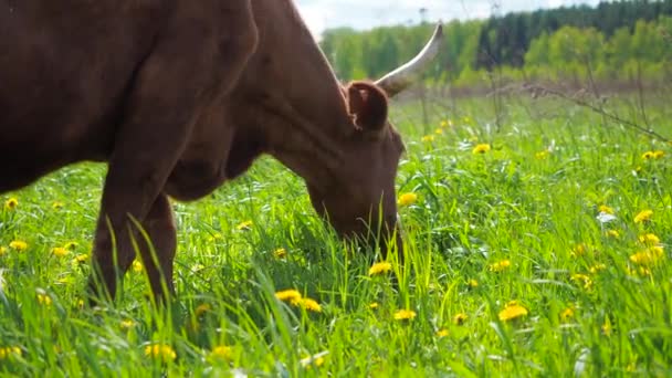 Vaca comiendo hierba verde en el prado — Vídeo de stock