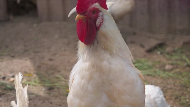 Close-up view of head white cock on the farm — Stock Video