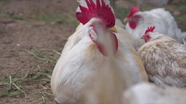 Primer plano vista de la cabeza polla blanca en la granja — Vídeos de Stock