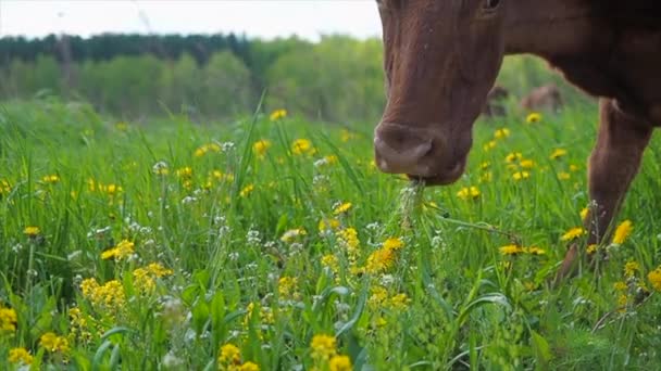 Mucca mangiare erba fresca verde sulle colline a prato — Video Stock