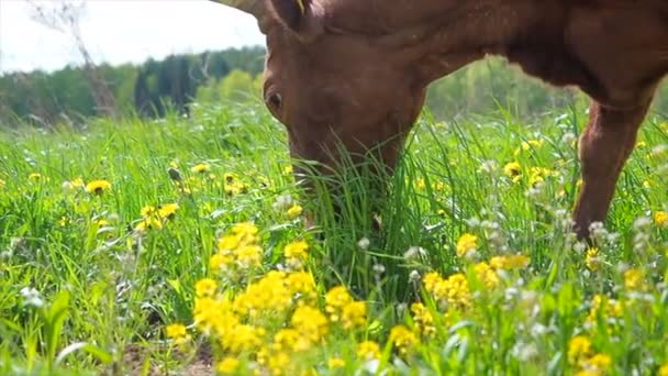 Vaca comiendo hierba verde fresca en las colinas en el prado — Vídeo de stock