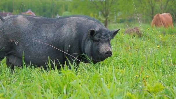 Gros cochon noir manger sur la prairie verte — Video