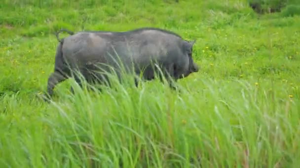 Big black pig eating on the green meadow — Stock Video