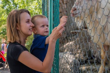 Anne ve oğul hayvanat bahçesinde dağ keçisini besliyor.