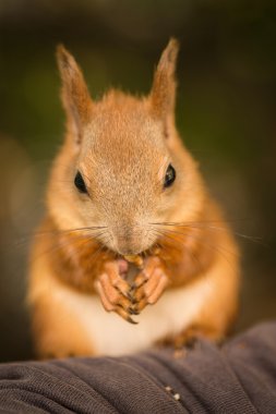 Şirin Kırmızı Sincap..