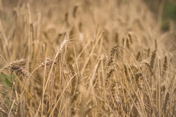 Wheat field. Macro. — Stock Photo, Image
