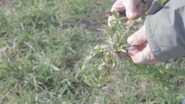 Natuur Levensstijl Oude Boer Man Verzamelt Wilde Kruiden Uit Grond — Stockvideo