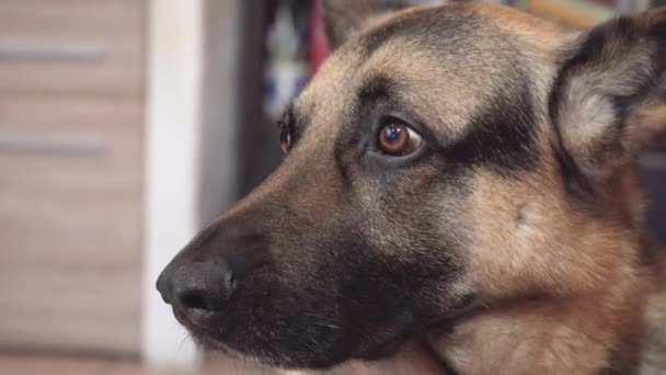 Close Face German Shepherd Dog Home Sad Pleading Eyes Slog3 — Stock Video