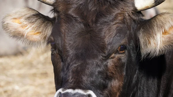 Boerderijdieren Vrijheid Concept Close Van Muilkorf Van Een Donkerbruine Koe — Stockfoto