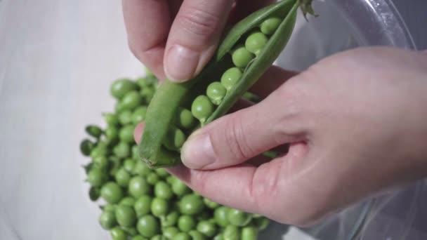 Close Woman Hands Shows Open Pod Full Freshly Picked Fresh — Stock Video