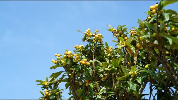 Seamless Uhd Timelapse Branches Loquat Tree Full Ripe Fruit Blue — Stock Video