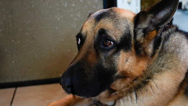 Close Van Het Gezicht Van Een Duitse Herder Hond Thuis — Stockfoto