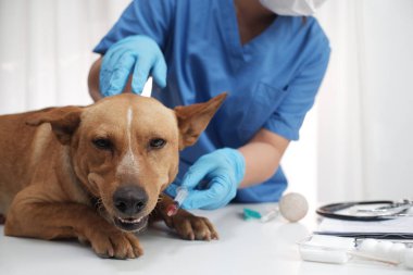 Veteriner doktor tedavi ediyor, veteriner kliniğinde köpeğe bakıyor..