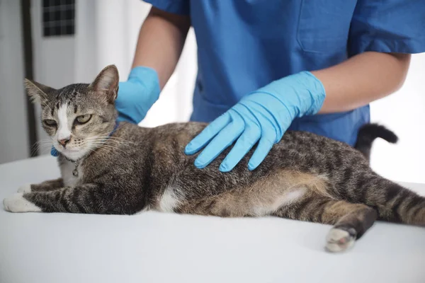 The veterinarian doctor treating, checking on cat at vet clinic.