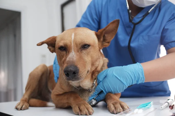 Veteriner doktor tedavi ediyor, veteriner kliniğinde köpeğe bakıyor..