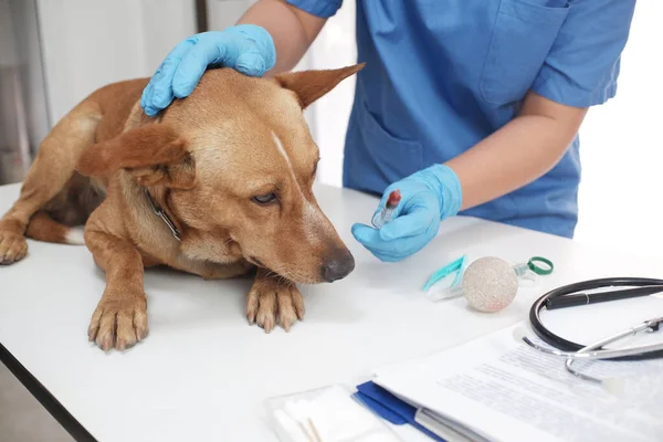 Veteriner doktor tedavi ediyor, veteriner kliniğinde köpeğe bakıyor..