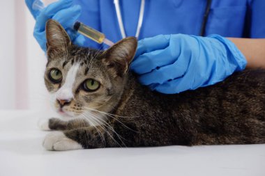 Veteriner doktor tedavi ediyor, veteriner kliniğinde kediyi kontrol ediyor..
