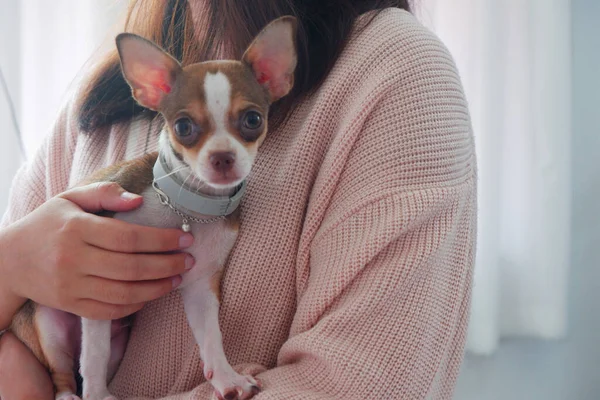 Pembe kazak giyen bir kadın kucağında köpek yavrusu tutuyor.