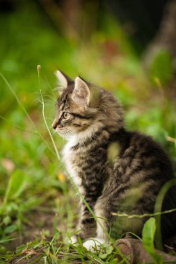 belgili tanımlık yavru kedi profili