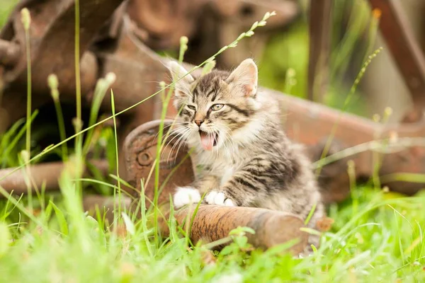 Şeritler halinde Gri kedi yavrusu — Stok fotoğraf