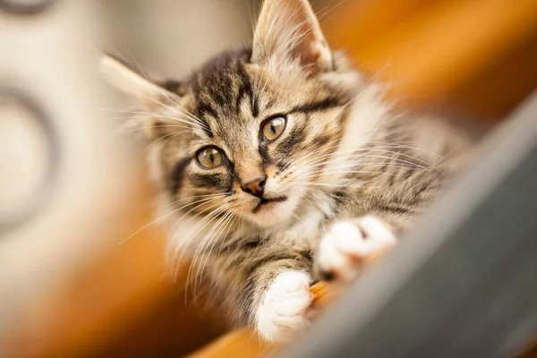 縞模様の灰色の子猫 — ストック写真