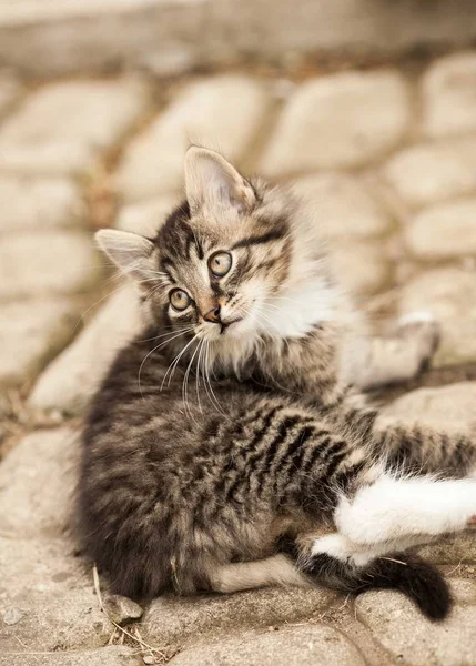 縞模様の灰色の子猫 — ストック写真