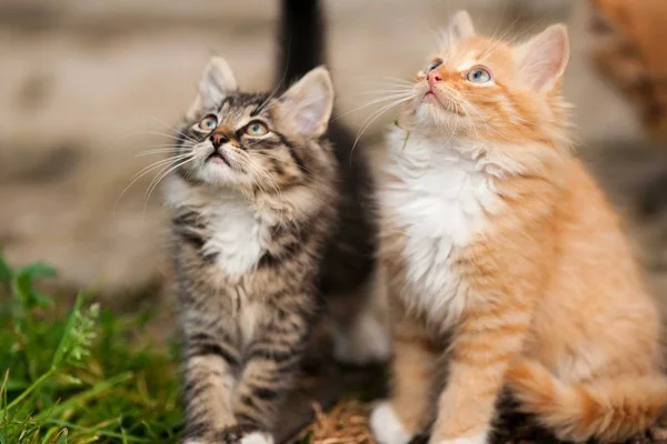 赤と灰色の子猫 — ストック写真