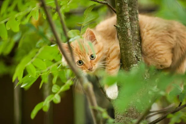 Rote Katze mit blauen Augen Stockfoto