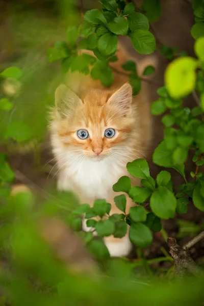 Rotes Kätzchen mit blauen Augen Stockbild