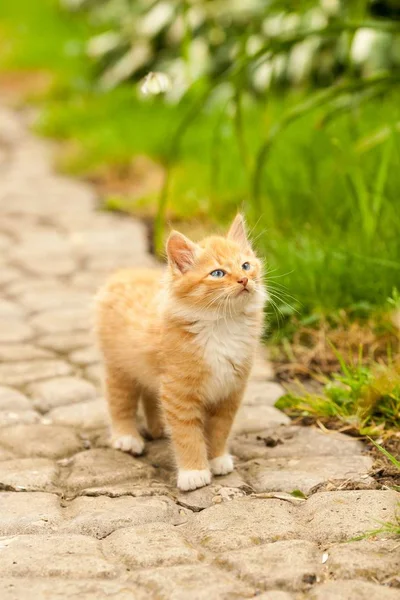 Rote Katze mit blauen Augen lizenzfreie Stockbilder