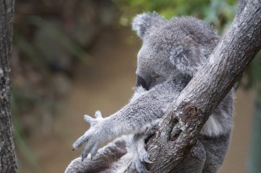 Daisy Hill Tedavi Merkezi 'nde Uyuyan Koala