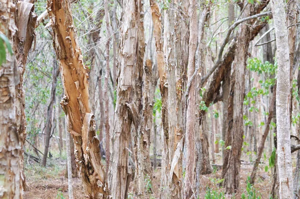 Close up picture of a Eucalyptus woodland located at Daisy Hill in Brisbane, Australia