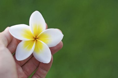 Yeşil bir çimen arka planının önünde beyaz ve sarı bir frangipani çiçeğini (plumeria olarak da bilinir) tutan bir elin resmini kapat