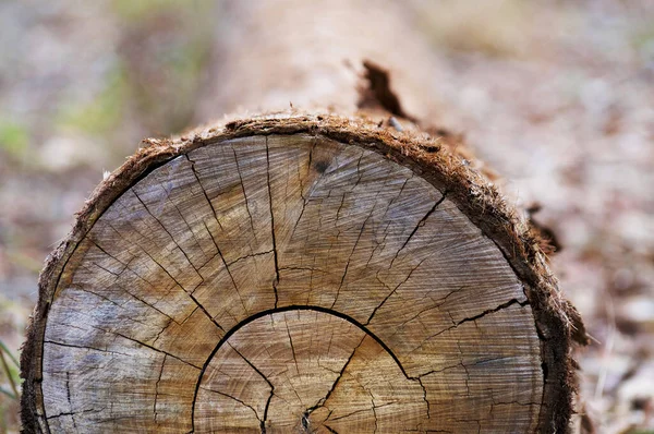 Chopped eucalyptus tree wood cross section with tree rings that shows age of the tree