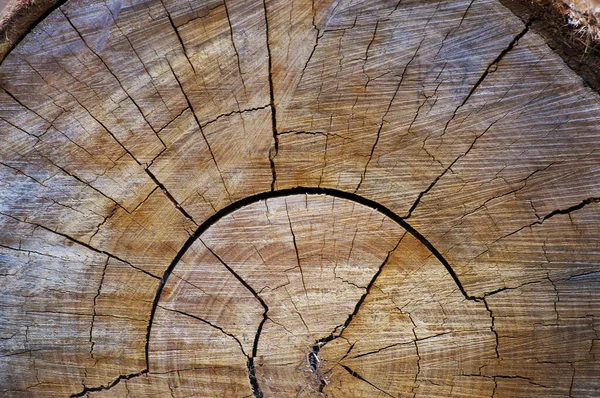 Chopped tree wood cross section with tree rings that shows age of the tree