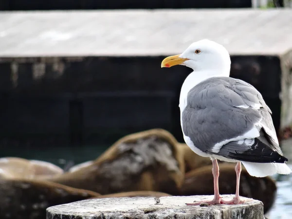 Close up picture of a Sea Gull with some sea lions in the background at the famous Pier 39 dock in San Fransisco, California