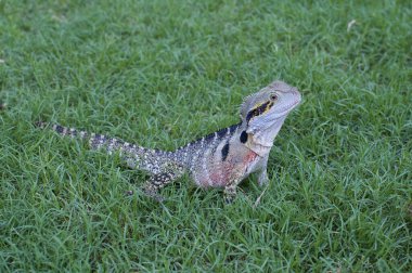 Güzel Avustralya Su Ejderhası kertenkelesi (the African lagama lesueurii, eski adıyla Physignathus lesueurii) yeşil çimenler üzerinde