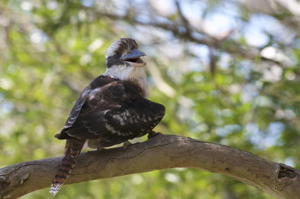 View Laughing Kookaburra Dacelo Novaeguineae Bird Tree Branch Noosa National — Stock Photo, Image