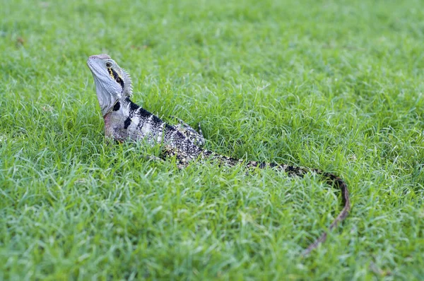 Beautiful Australian Water Dragon Lizard Intellagama Lesueurii Formerly Physignathus Lesueurii — Stock Photo, Image