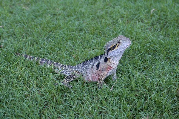 Beautiful Australian Water Dragon lizard (Intellagama lesueurii, formerly Physignathus lesueurii) on green grass