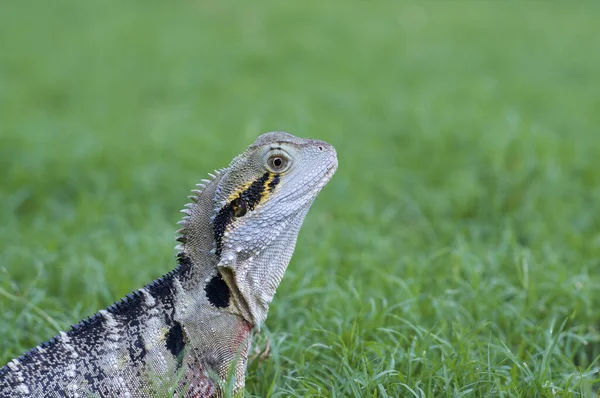 Beautiful Australian Water Dragon Lizard Intellagama Lesueurii Formerly Physignathus Lesueurii — Stock Photo, Image