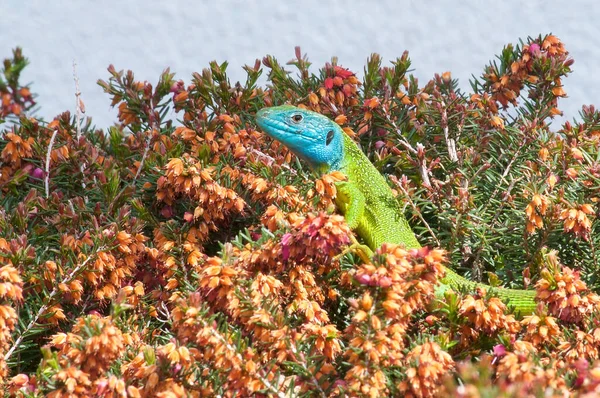 Beautiful European Green Lizard Lacerta Viridis Crawling Out Bush Captured — Stock Photo, Image