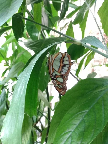 Small Colorful Butterfly Perched Dense Foliage Jungle — 스톡 사진