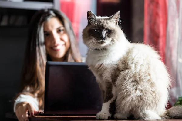 家でのんびり大のかなり長い髪の猫 — ストック写真