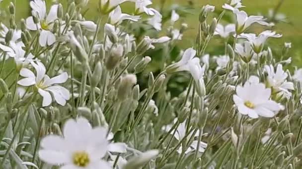 Κοντινό πλάνο παρακολούθησης των λουλουδιών σε μια συννεφιασμένη μέρα — Αρχείο Βίντεο
